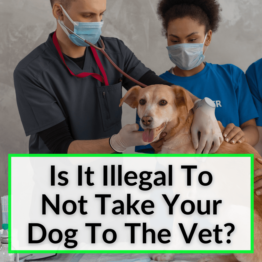 is-it-illegal-to-not-take-your-dog-to-the-vet