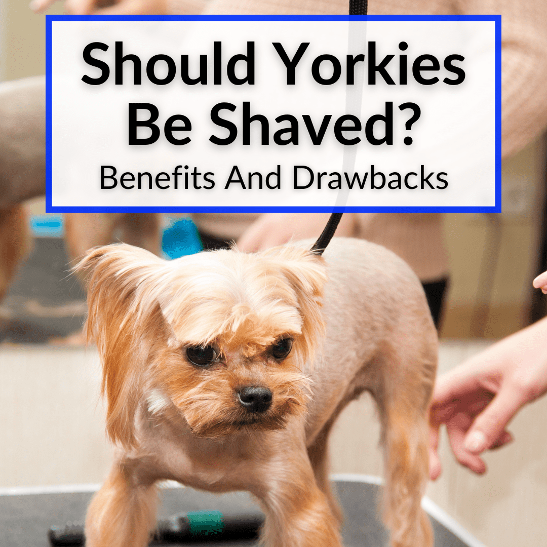 should yorkies be shaved        
        <figure class=