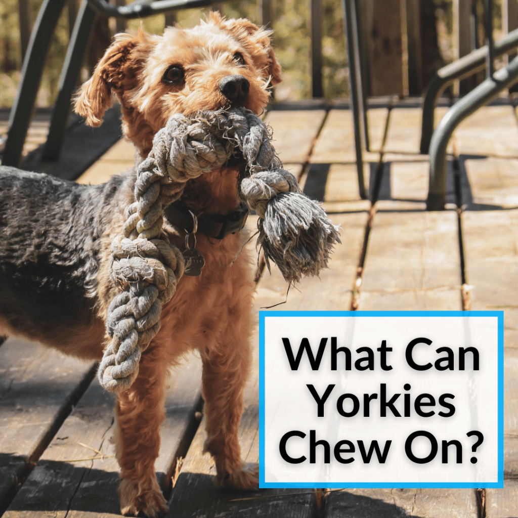 What Can Yorkies Chew On? (Protect Your Shoes, Furniture, Etc.)