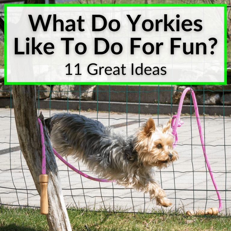 How To Shave A Yorkie How to Shave a Yorkie Yourself