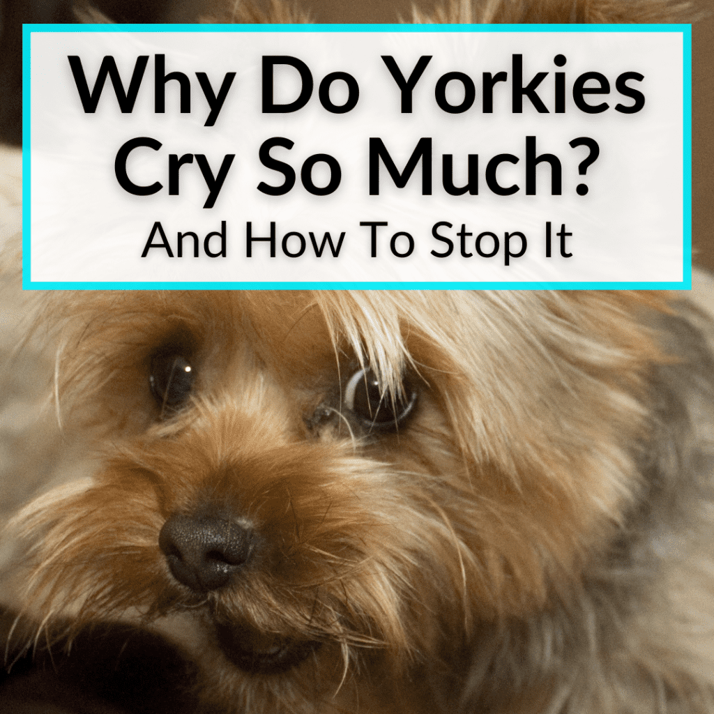 Why Do Yorkies Cry So Much? (And How To Stop It)