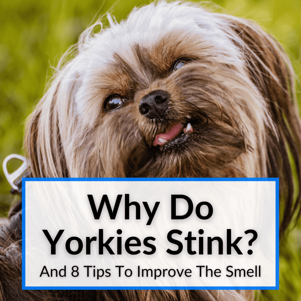 Why Do Yorkies Stink? (And 8 Tips To Improve The Smell)