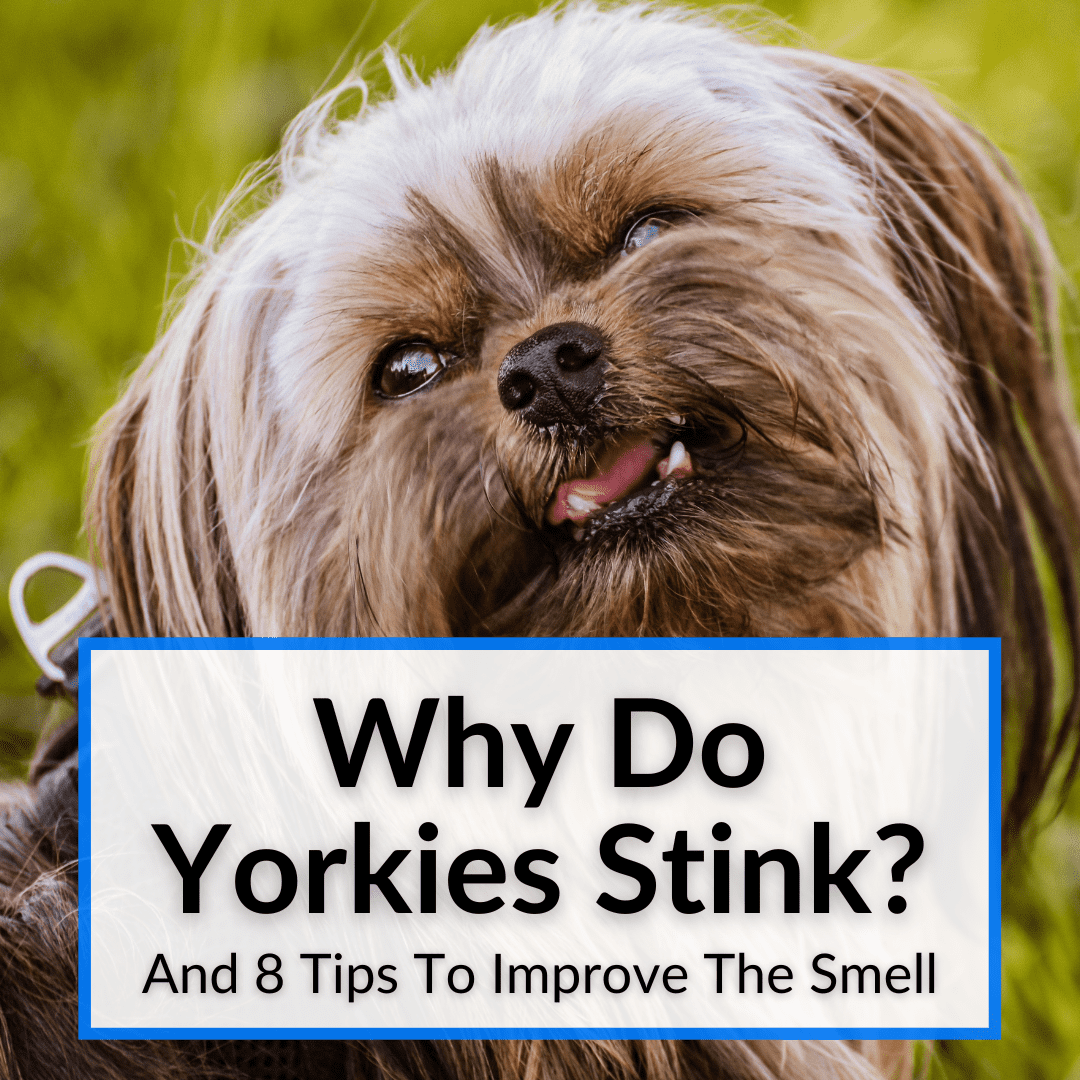 Why Do Yorkies Stink