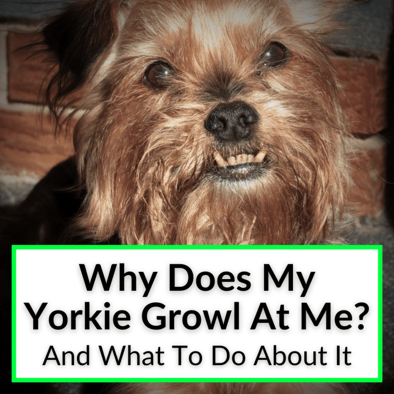Why Does My Yorkie Growl At Me? (+What To Do About It)