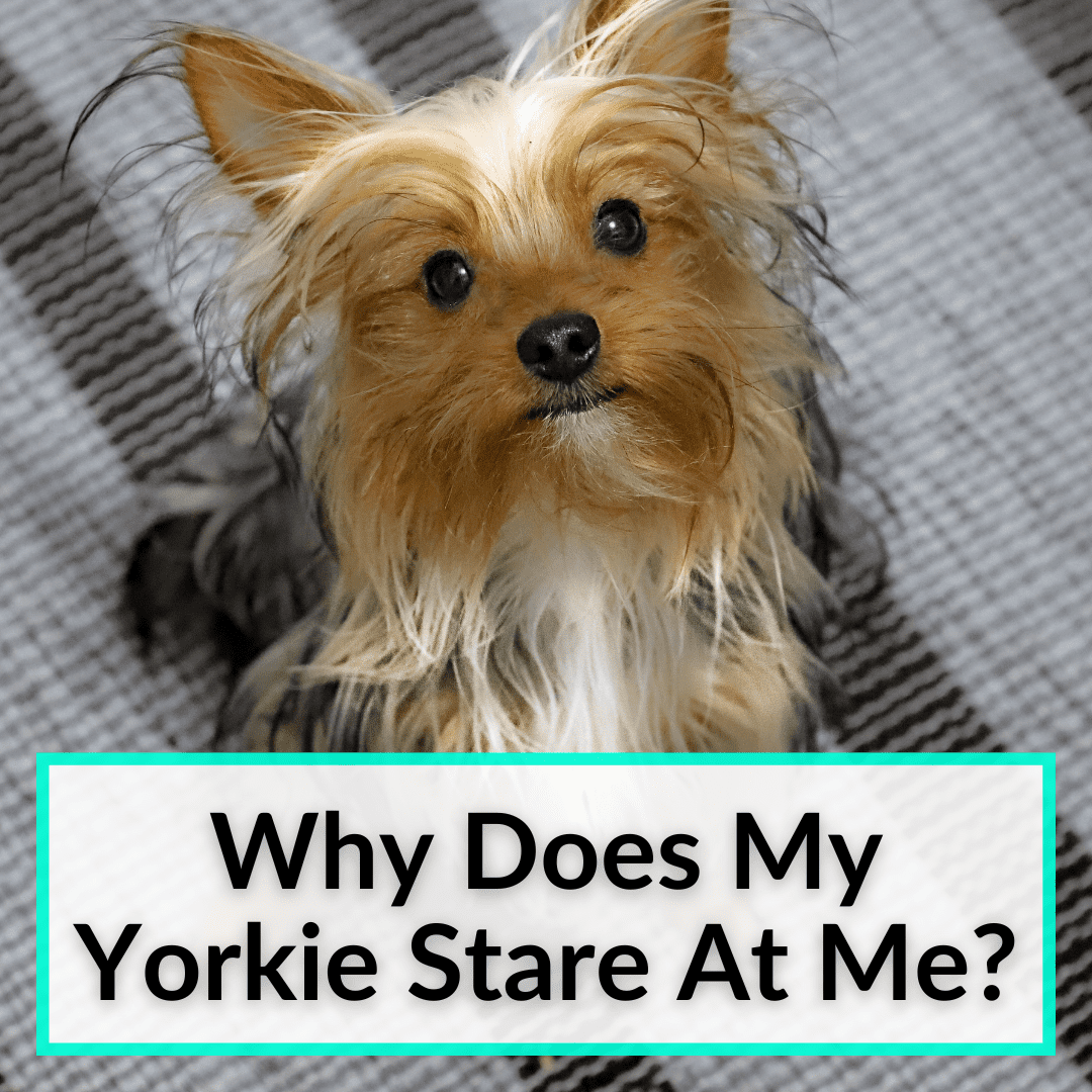 Why Does My Yorkie Stare At Me