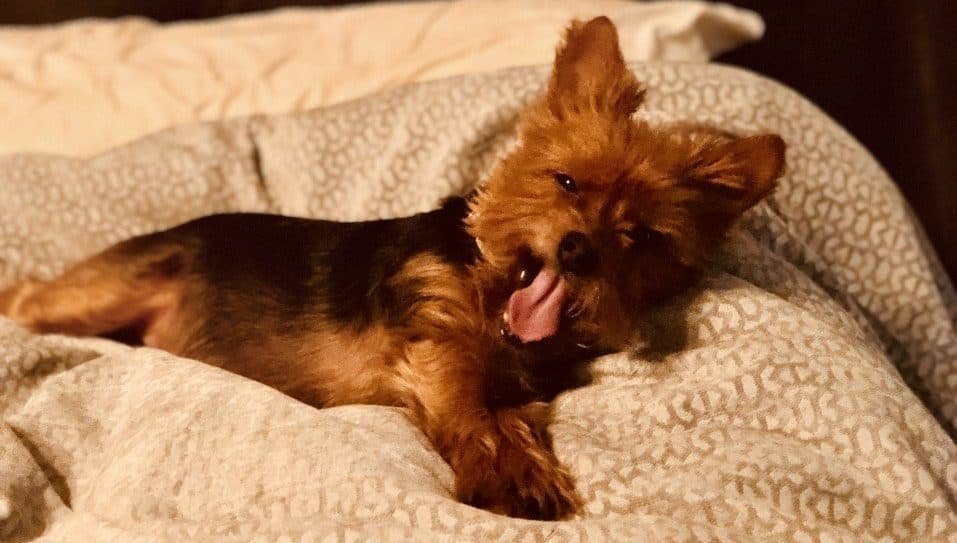 yorkie resting on blanket