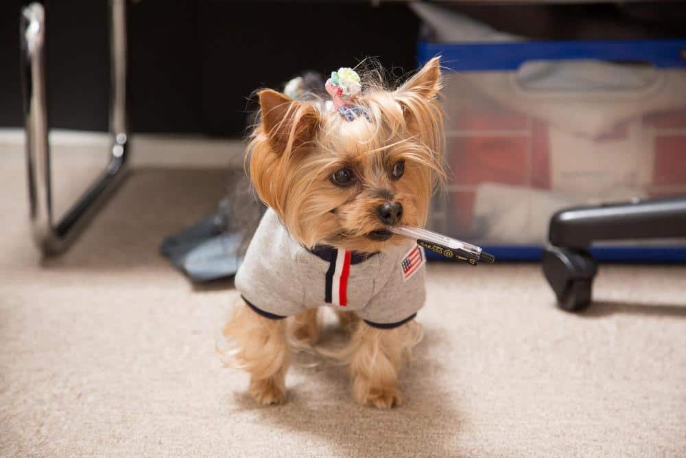 topknot keeping hair out of yorkies eyes