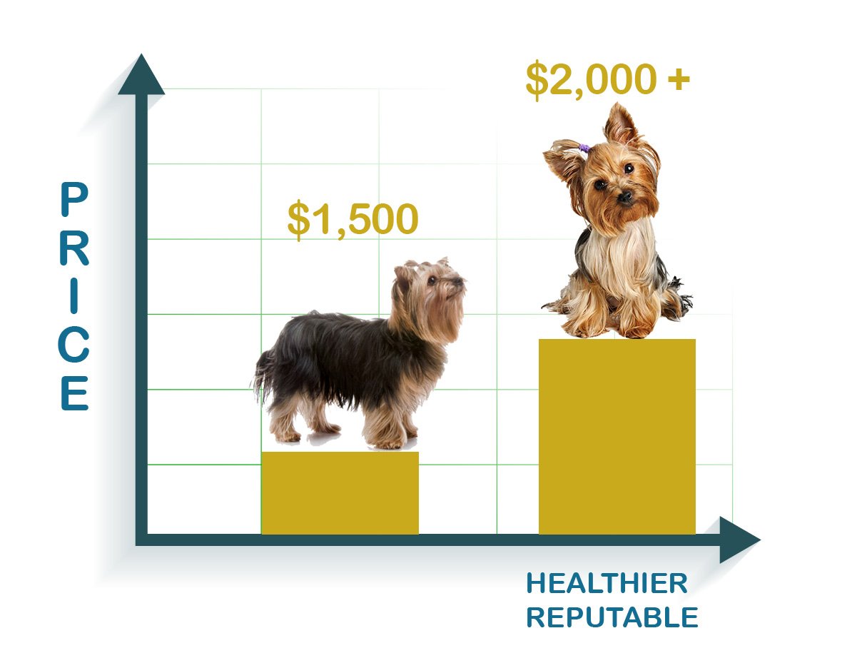 cost of a yorkie from reputable breeder