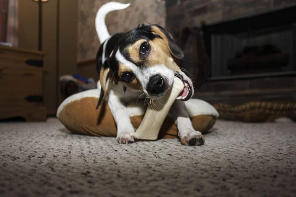 dog chewing bone to stop licking