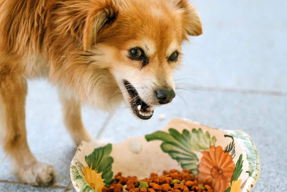 dog with tear stains eating food