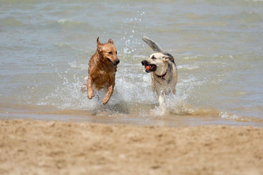 dogs socializing on beach