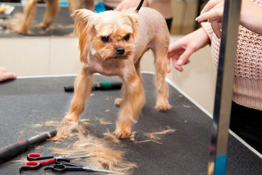 dog shaved with human clippers