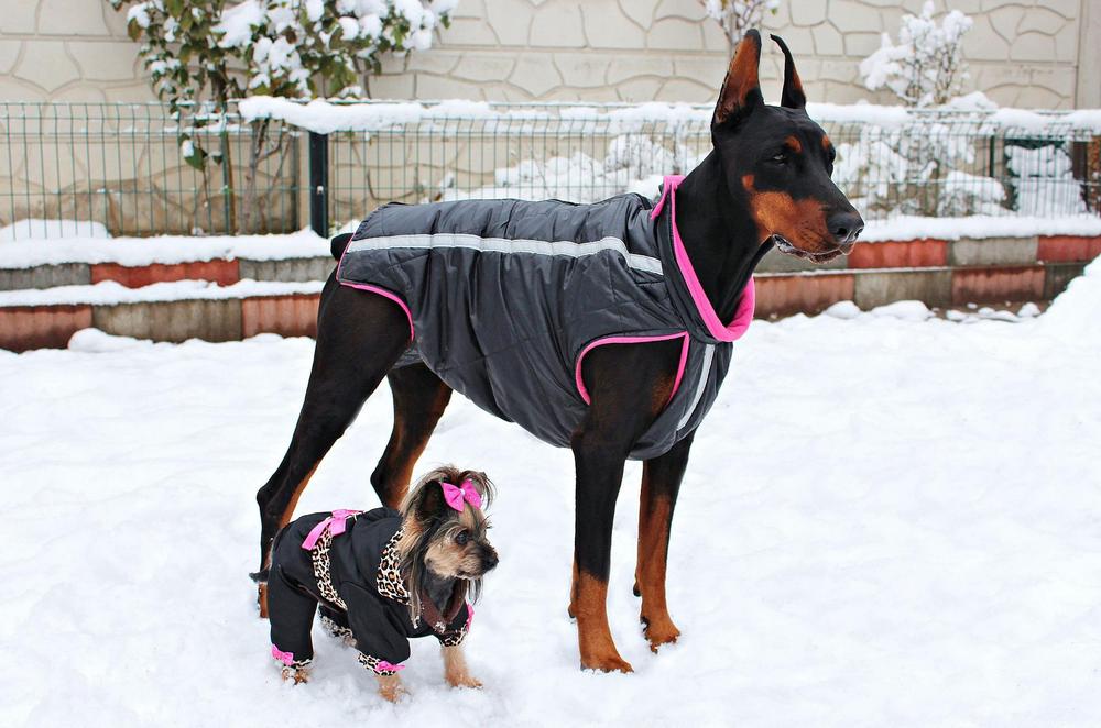 yorkie and doberman wearing winter clothes