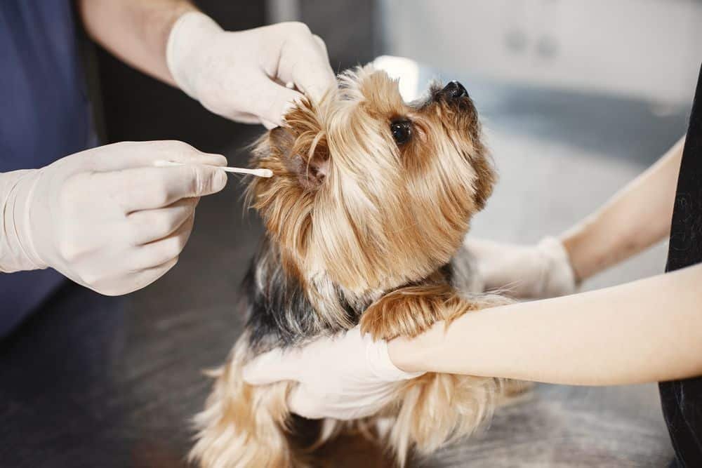 yorkie being examined at vet