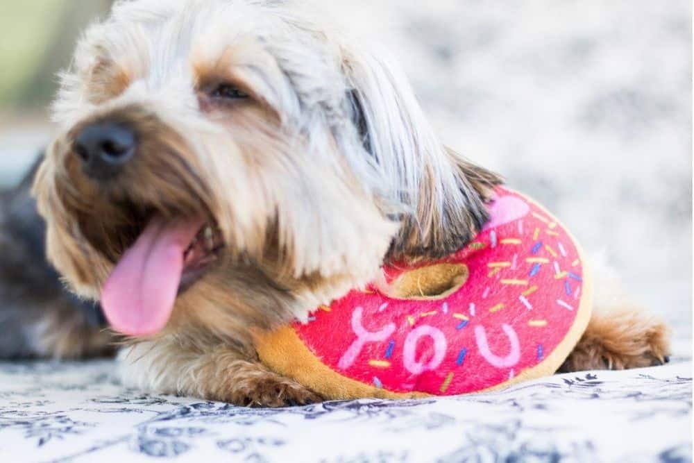 yorkie with toy