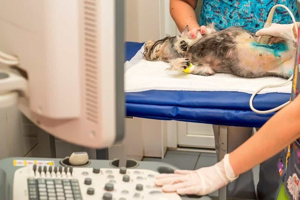 yorkie at vet checked for worms