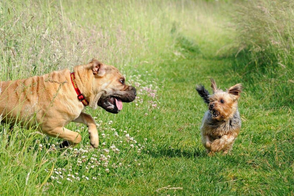 yorkie playing in park with dog