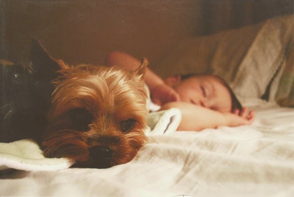 happy yorkie sleeping near human