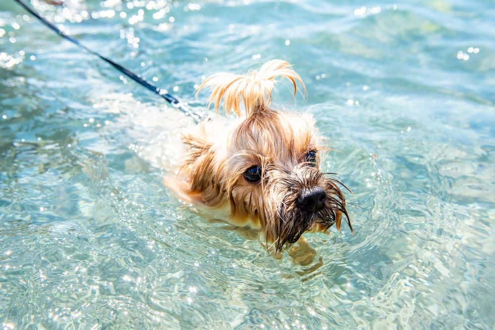 hot yorkie cooling down