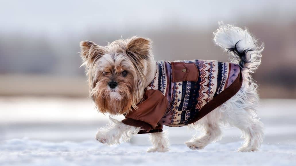 yorkie wearing warm sweater in winter.