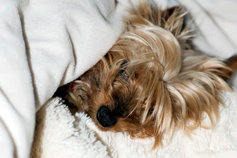 Yorkie Pregnancy Stages (Complete Week By Week Guide)