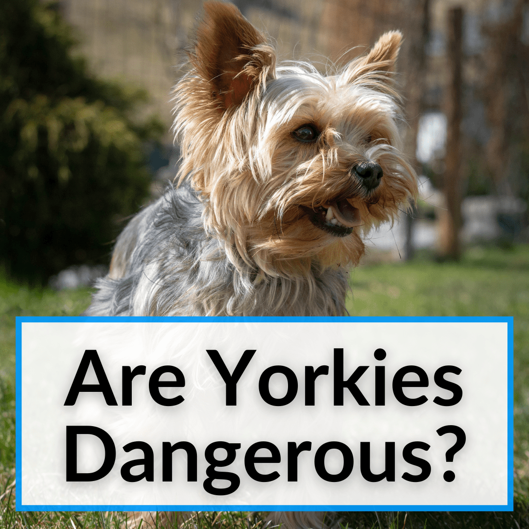 Are Yorkies Dangerous