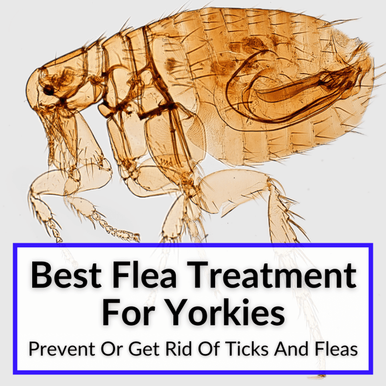 Best Flea Treatment For Yorkies (Prevent Or Get Rid Of Ticks And Fleas)