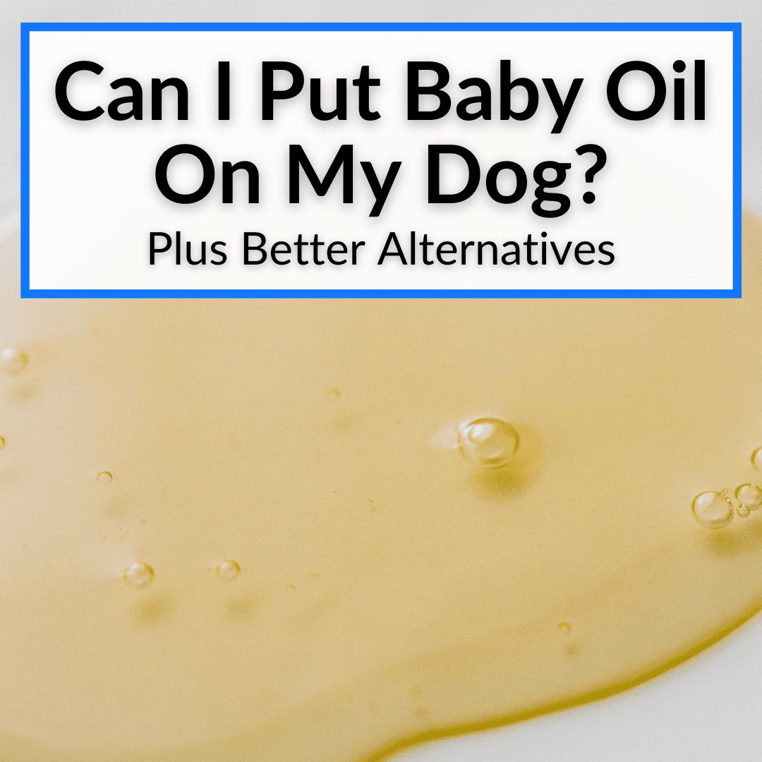 can-i-put-baby-oil-on-my-dog-plus-better-alternatives