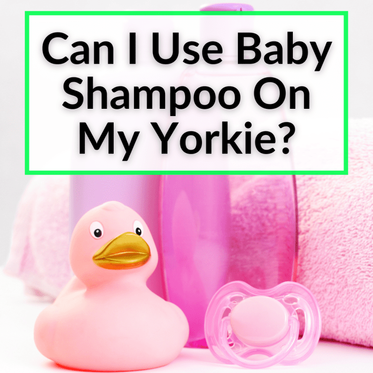 Can I Use Baby Shampoo On My Yorkie? (The Dangers)