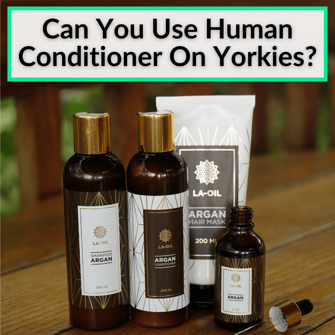 Can You Use Human Conditioner On Yorkies