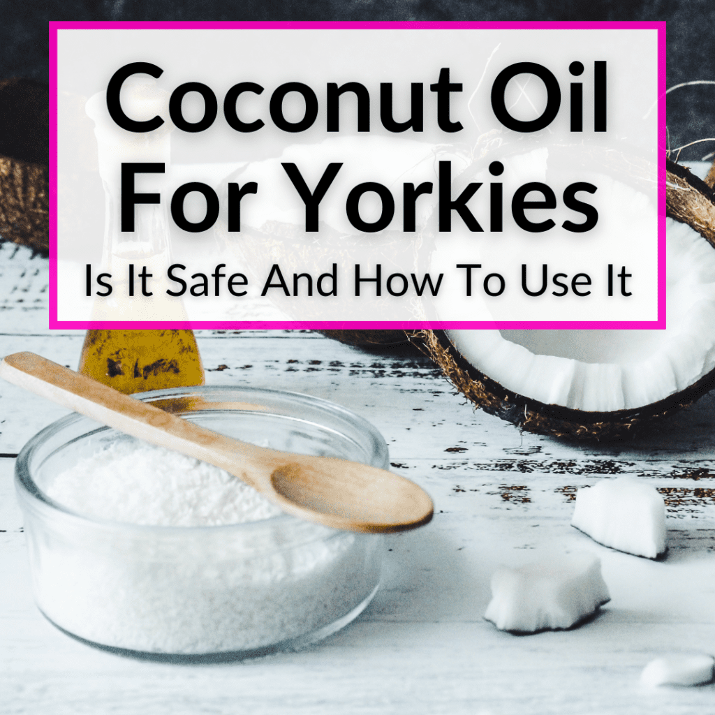 Coconut Oil For Yorkies (Is It Safe And How To Use It)