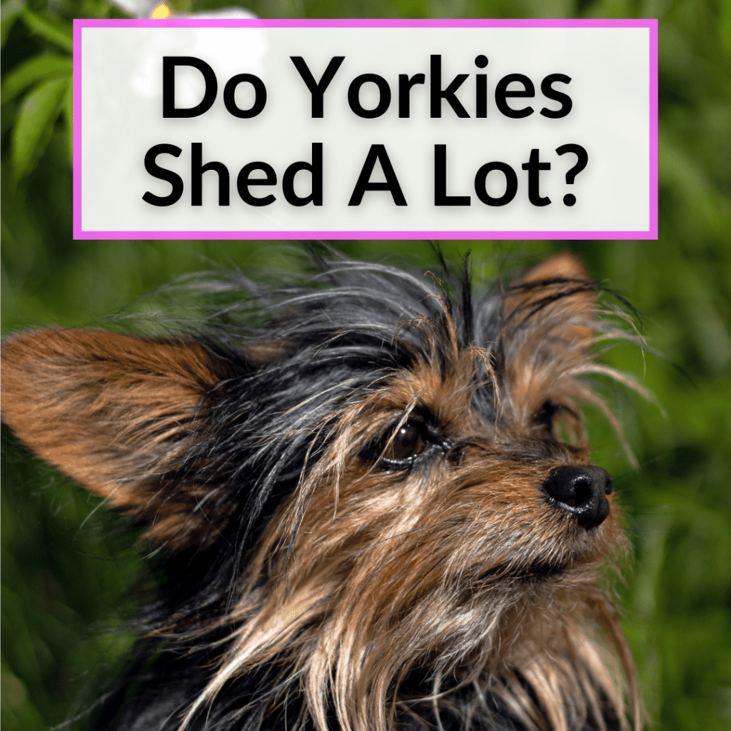When Do Yorkies' Ears Stand Up? (+How To Help Them Along)