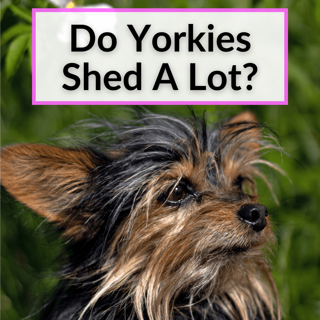 yorkie shedding how much do yorkshire terriers shed