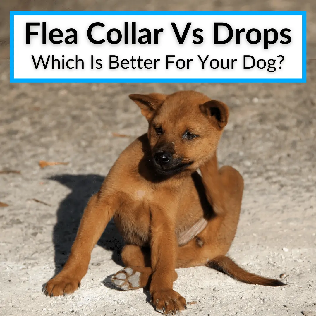 Flea Collar Vs Drops