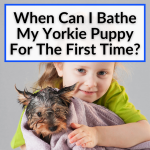 when can i bathe my yorkie puppy