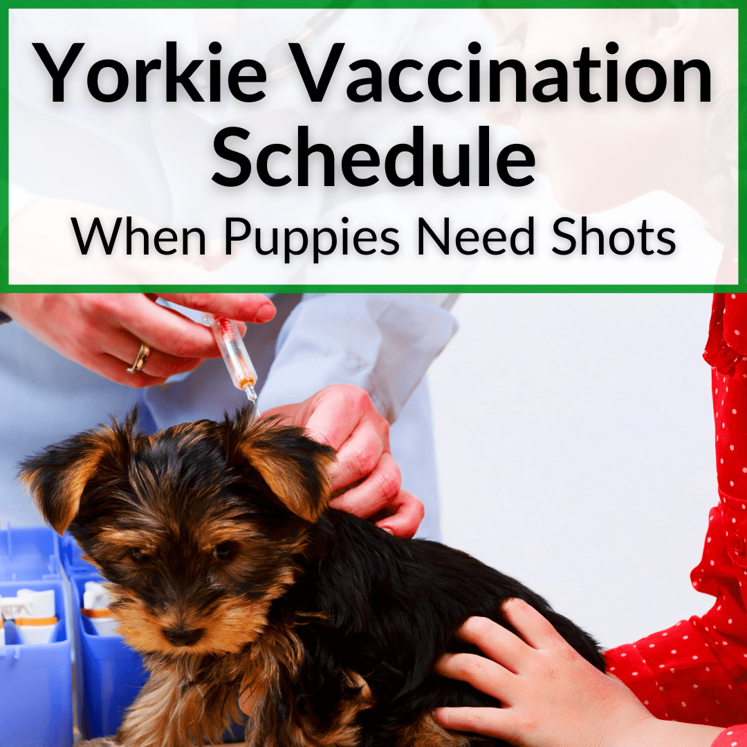 Yorkie Vaccination Schedule