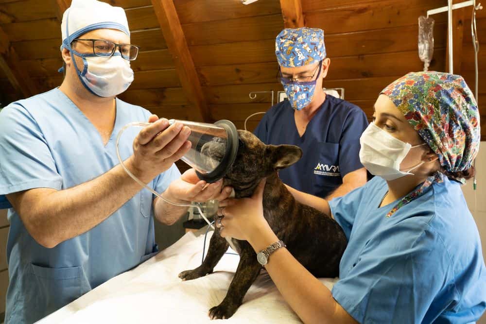 dog getting emergency vet care