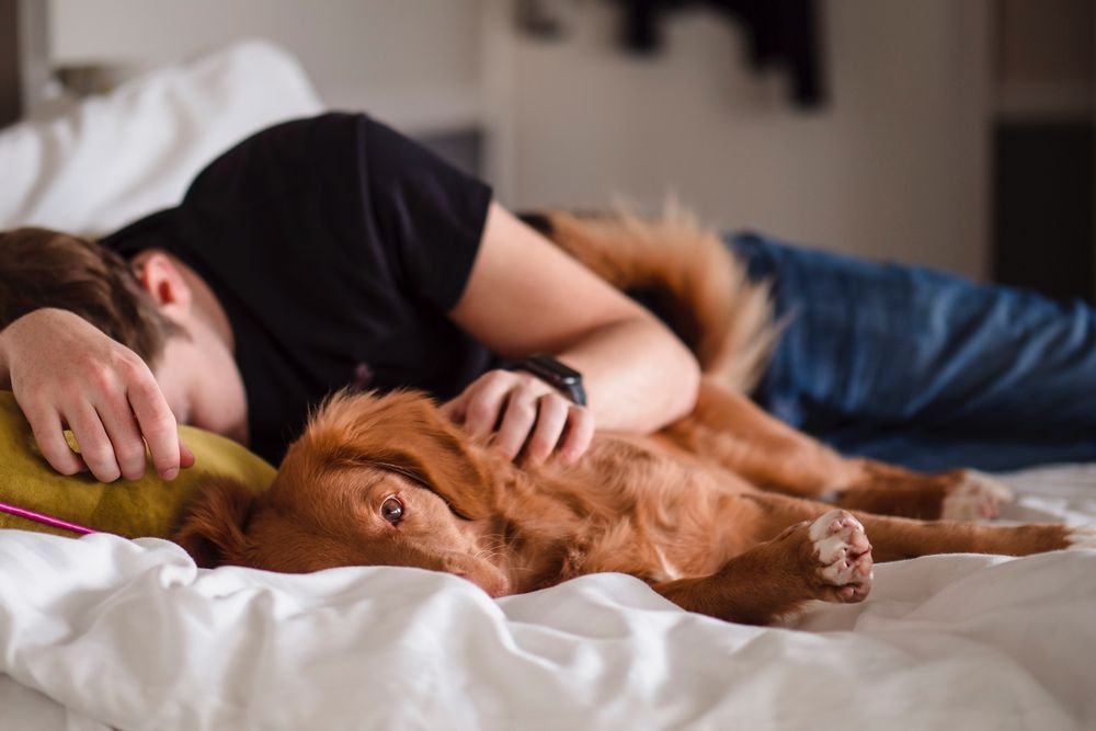 dog in bed with sleeping man