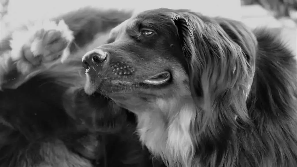 dog scratching fleas