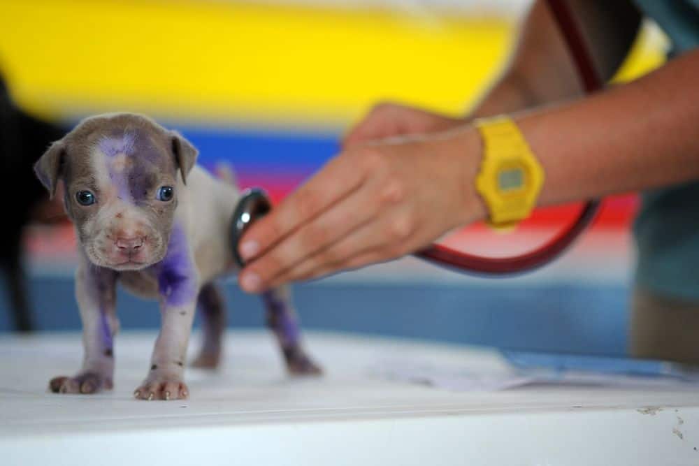 vet checkup for puppy