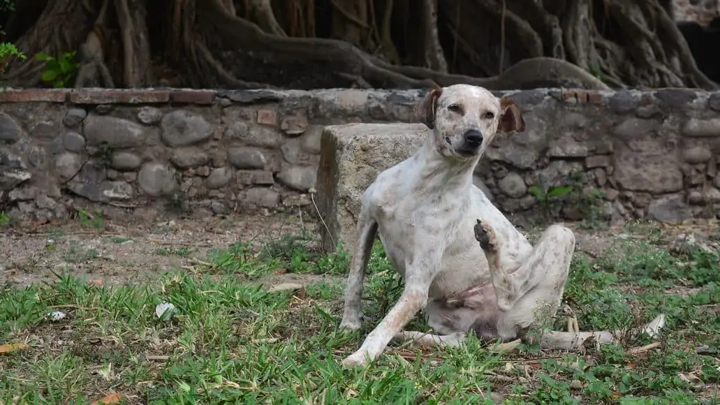  scratching fleas away