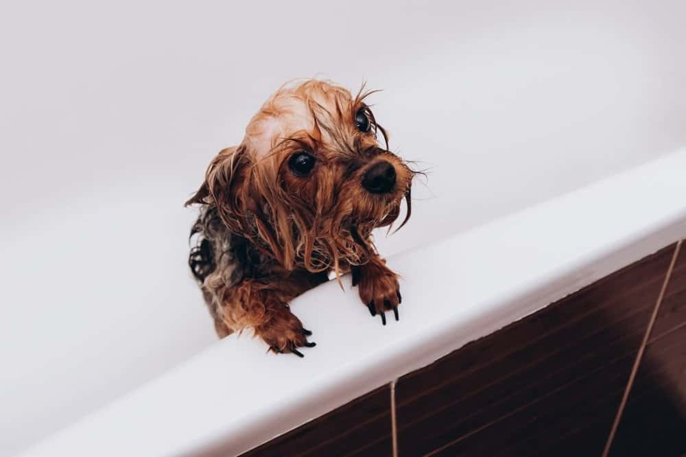 yorkie puppy in tub being bathed