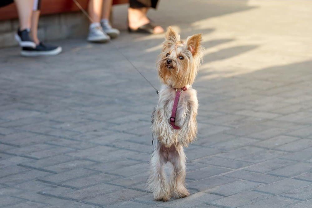 hyper yorkie standing up