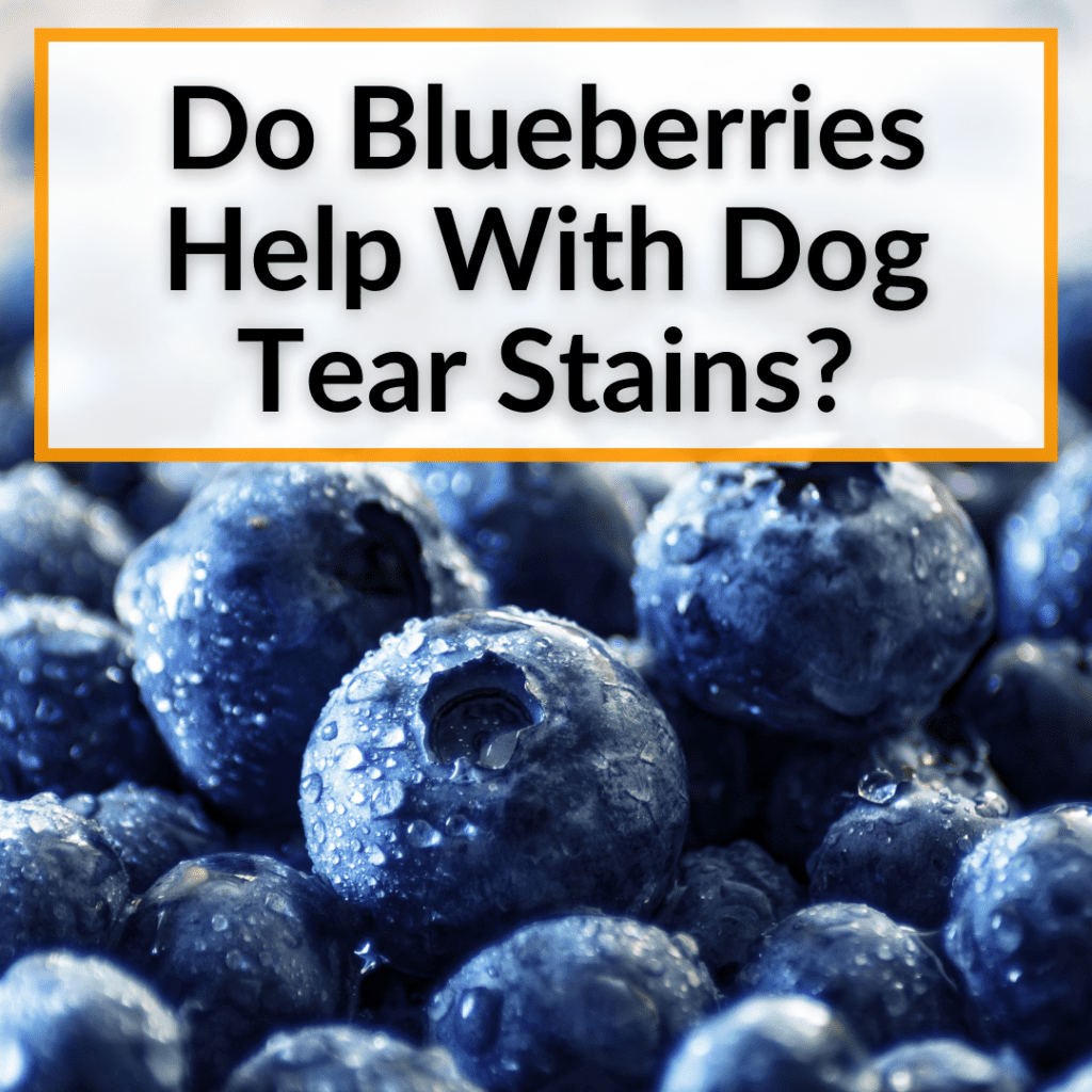 Do Blueberries Help With Dog Tear Stains? (Here Is How)