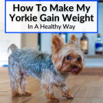 How To Make My Yorkie Gain Weight