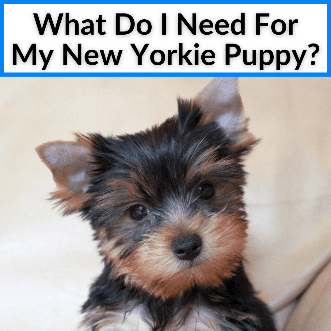What Do I Need For My New Yorkie Puppy
