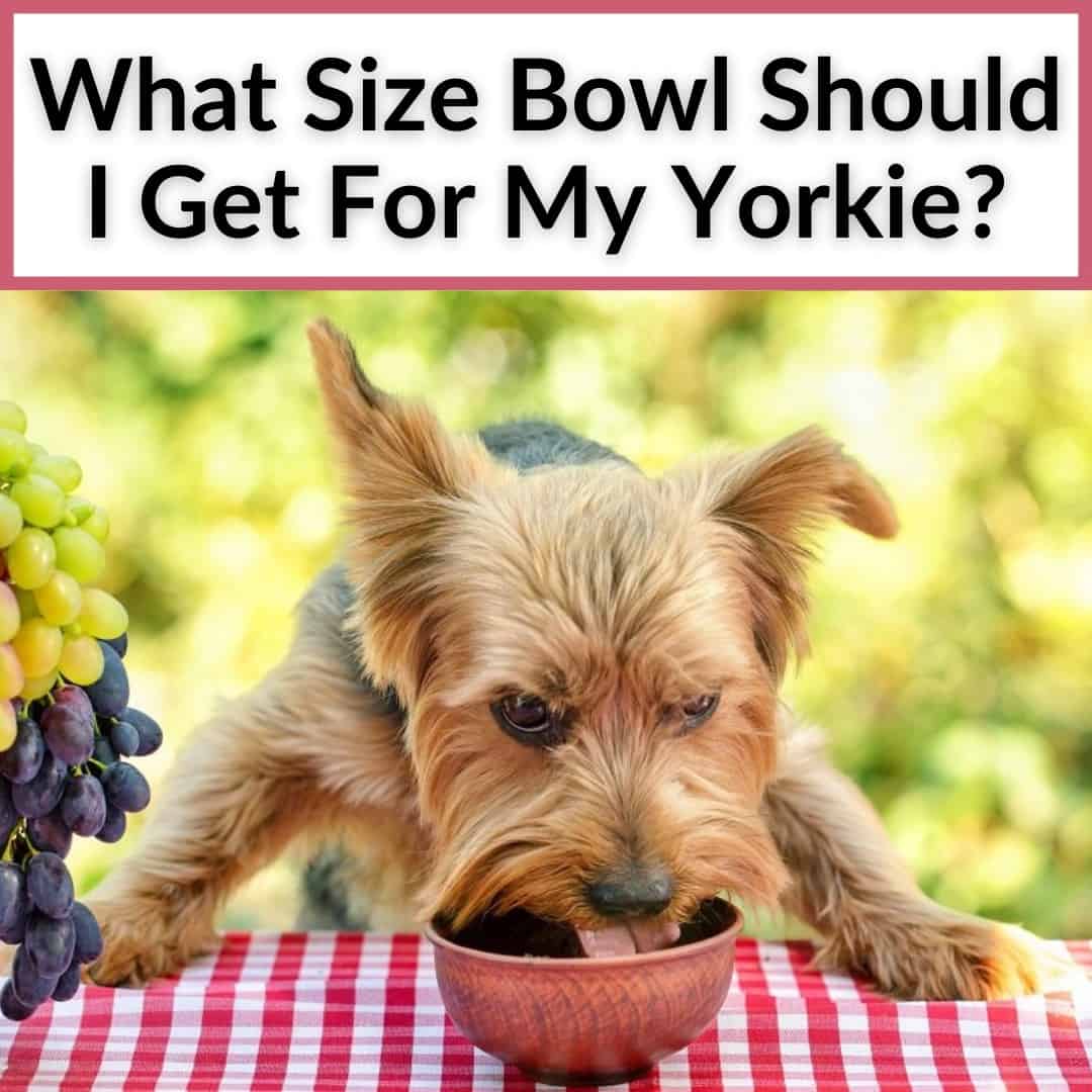 What Size Bowl Should I Get For My Yorkie