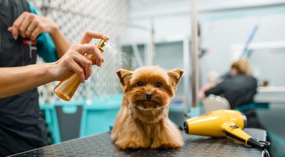 grooming a toy yorkie