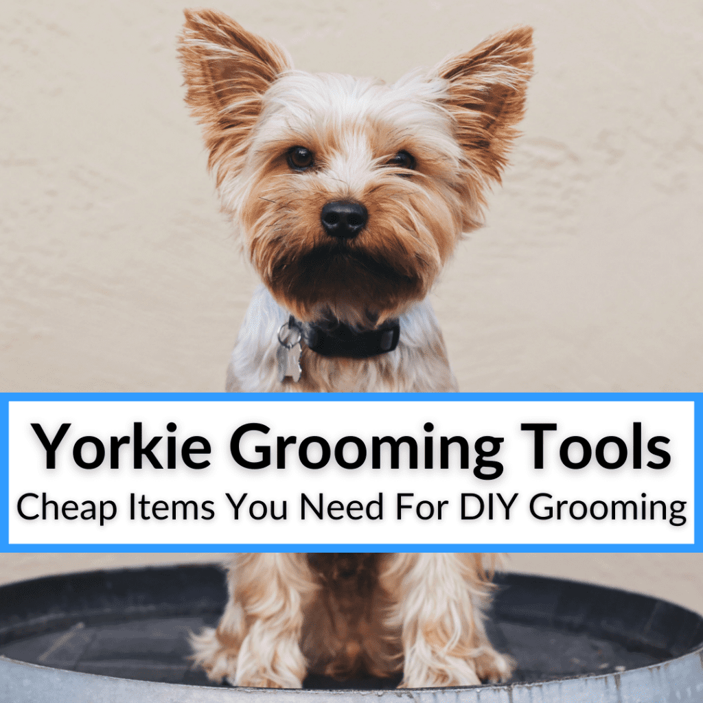 Yorkie Grooming Tools (Inexpensive Items You Need For DIY Grooming)