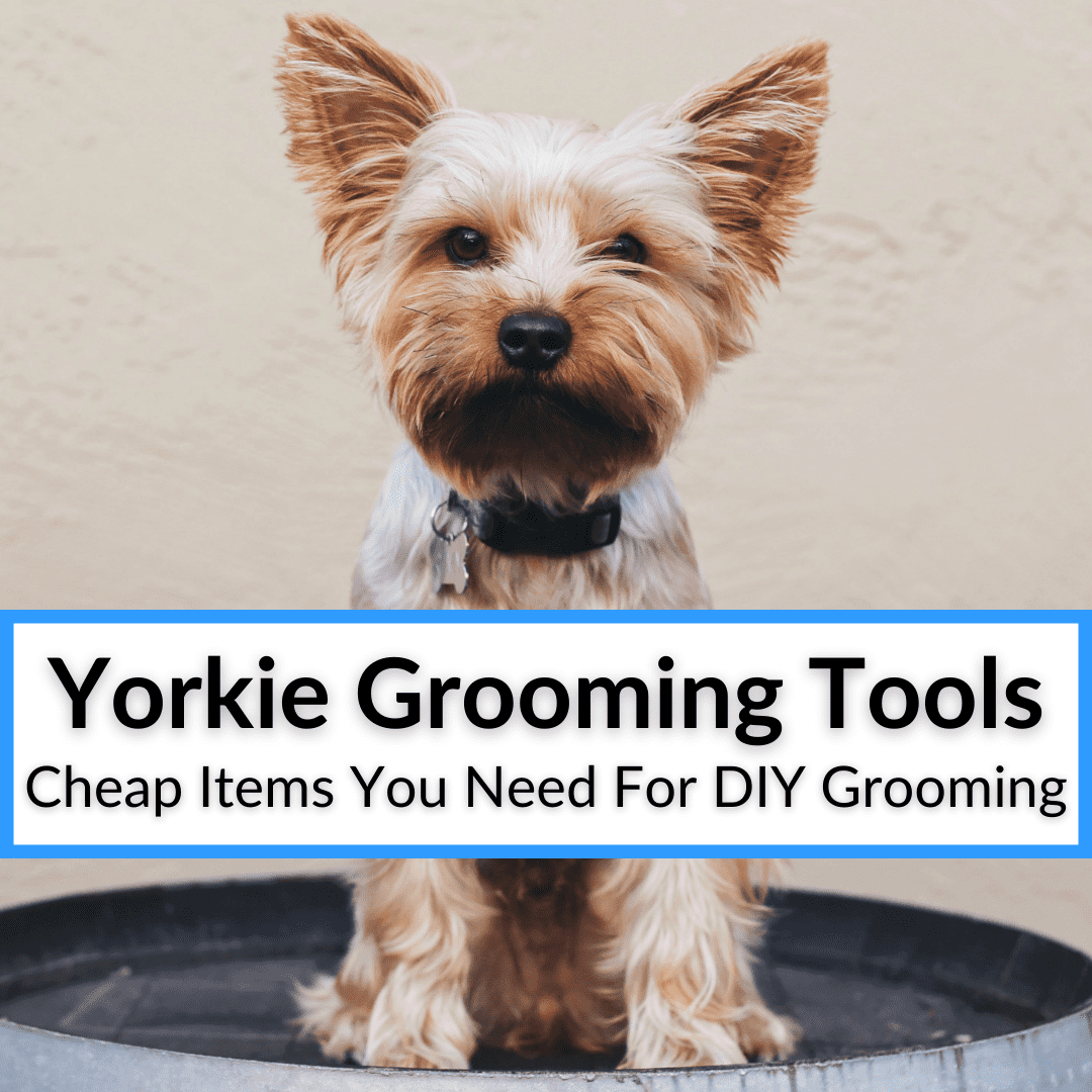 Yorkie Grooming Tools